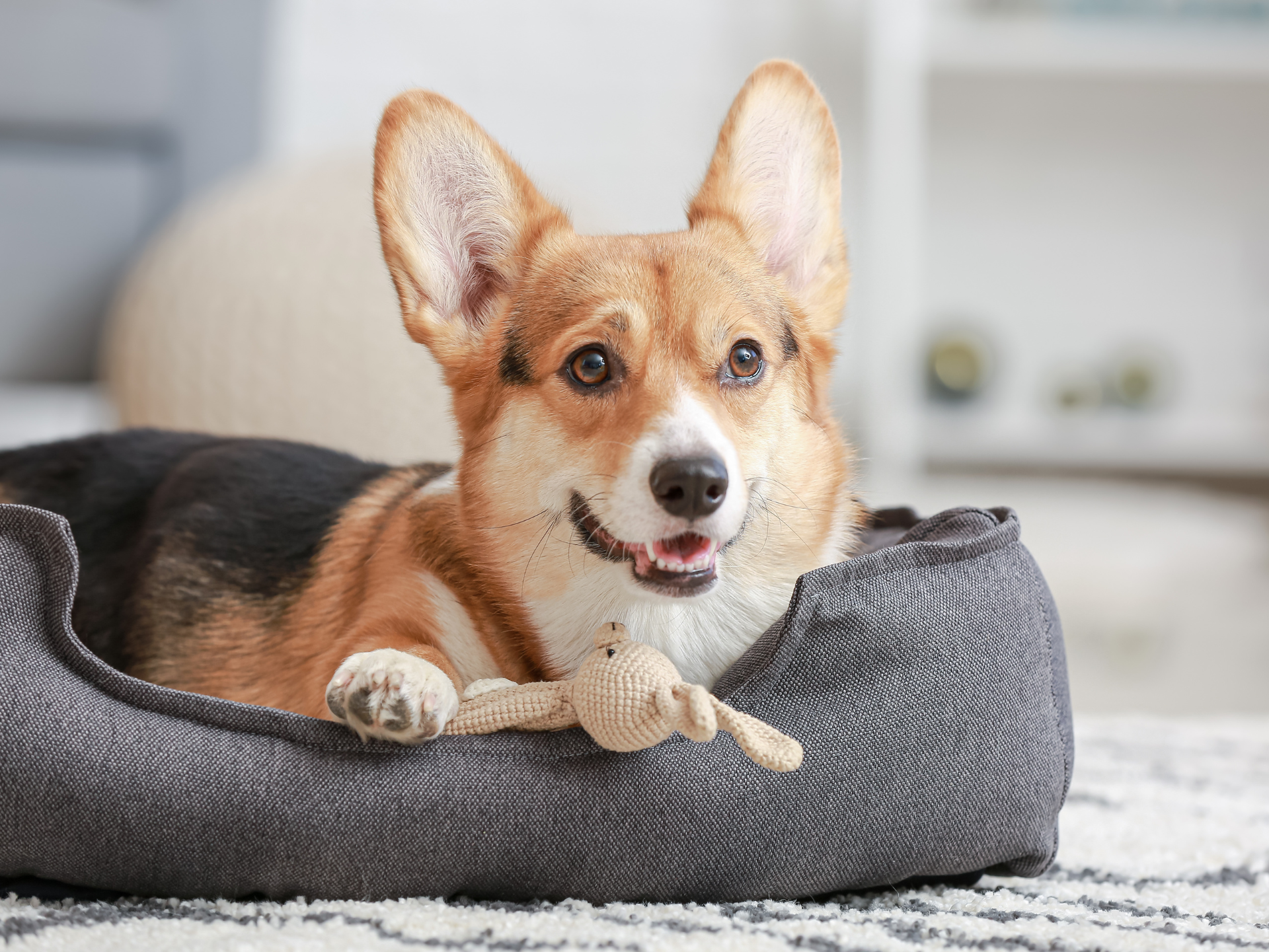 LA IMPORTANCIA DE LAVAR LA CAMA DE TU PERRO